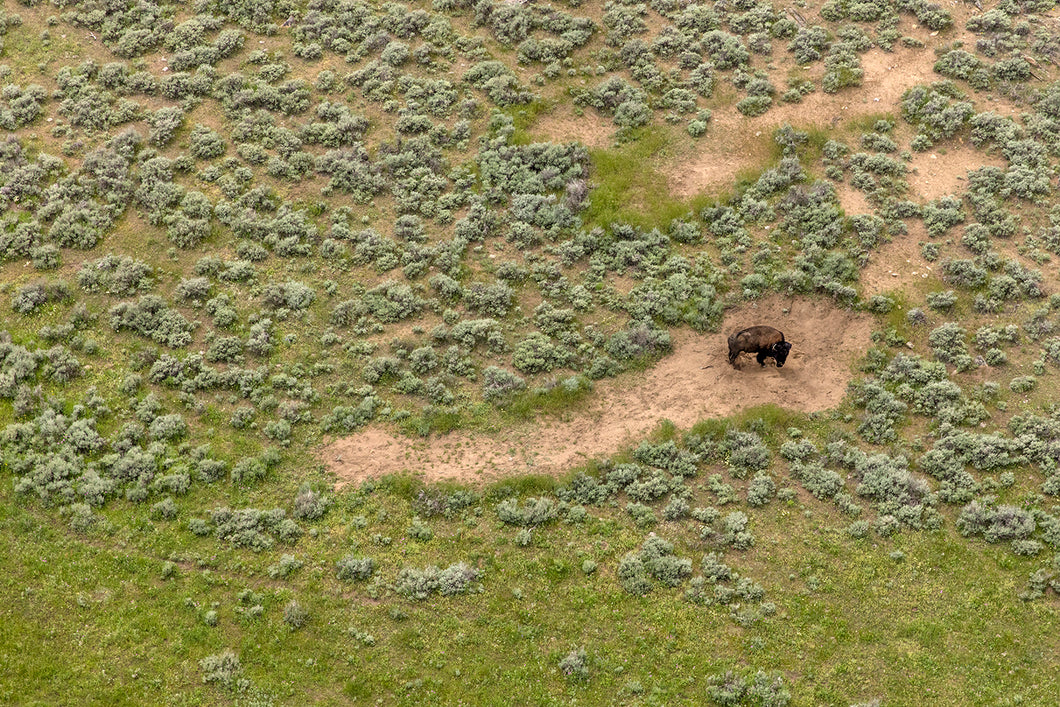 Bison’s Wallow, 2015