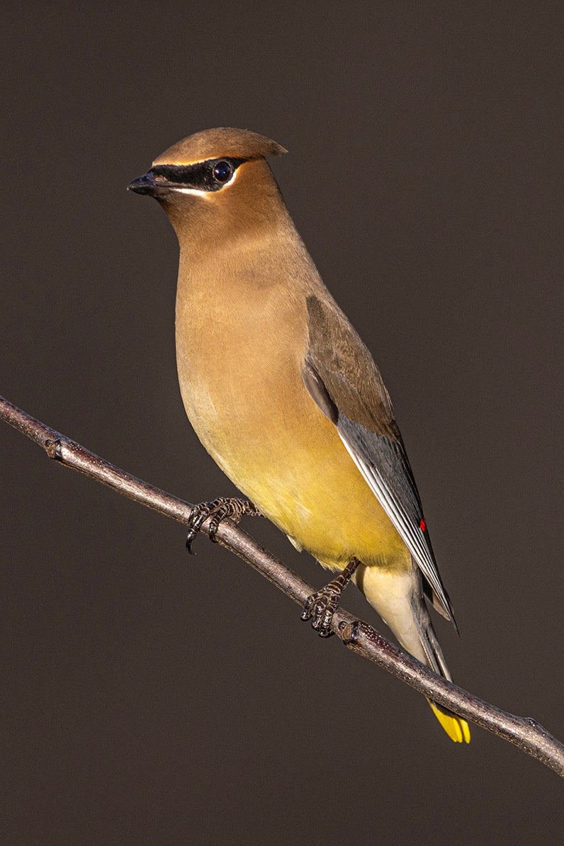 Cedar Waxwing & the Brown Shed, 2023