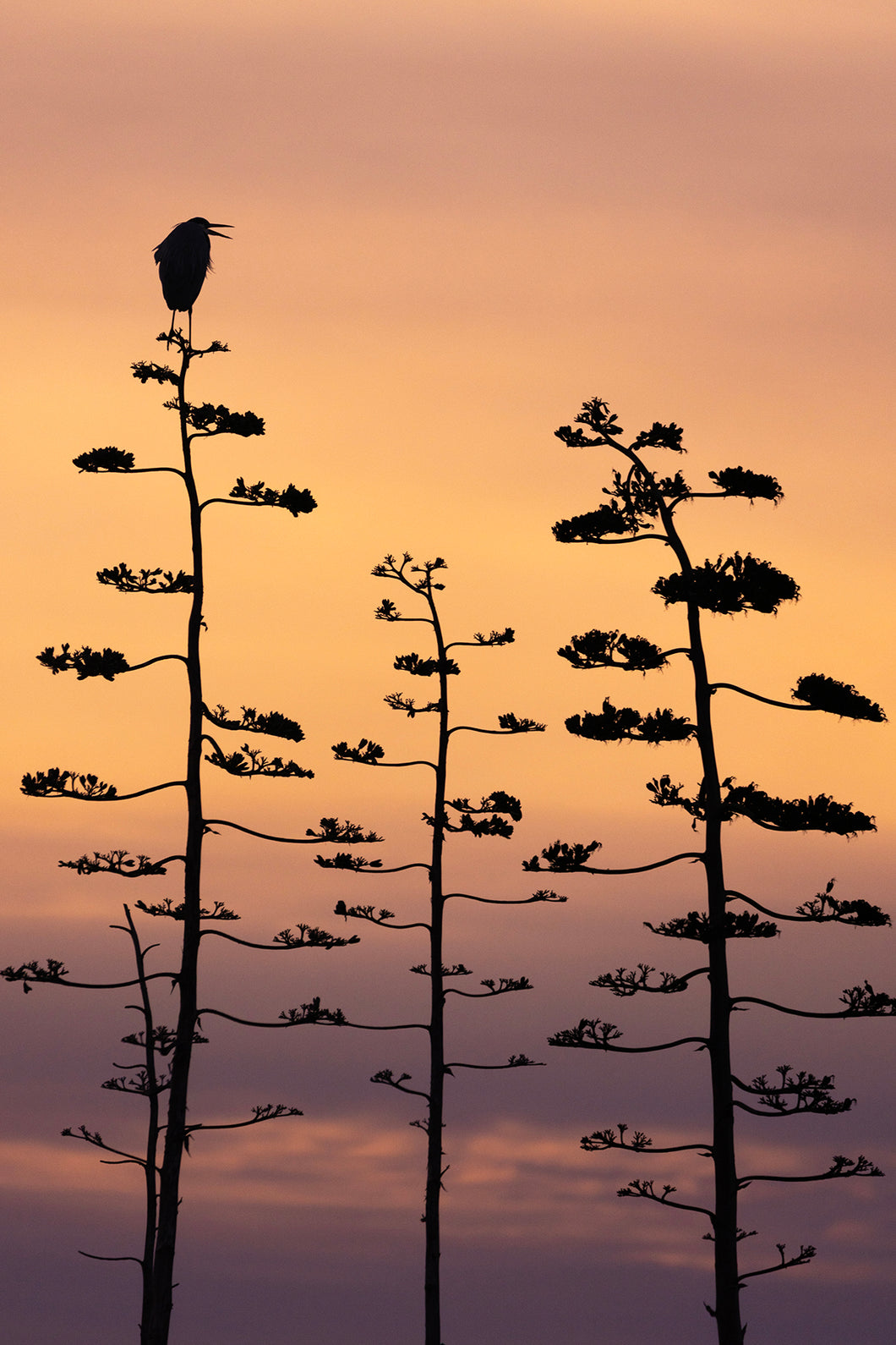Great Blue Heron on Agave, 2023