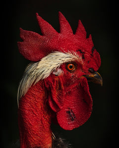The Peruvian Rooster